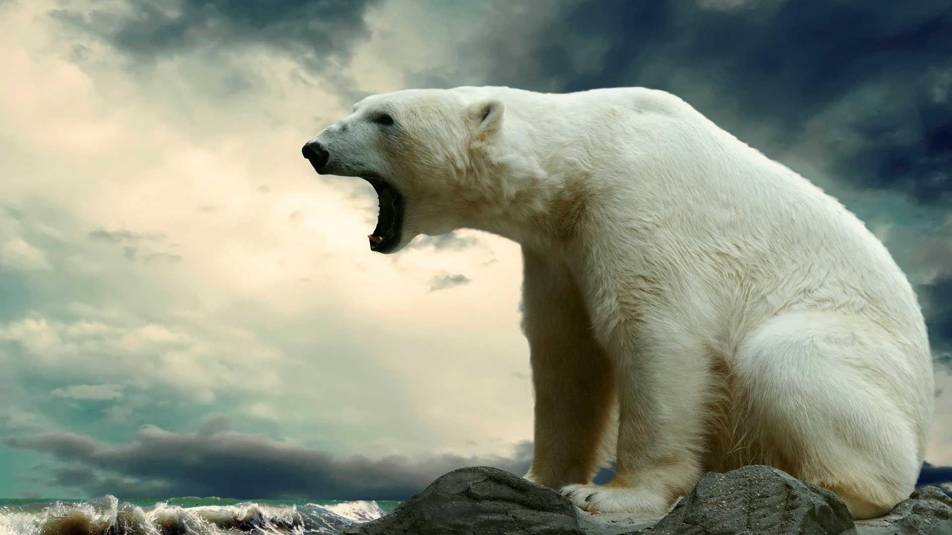 Polar Bear Wallpapers - Top Free Polar Bear Backgrounds - WallpaperAccess