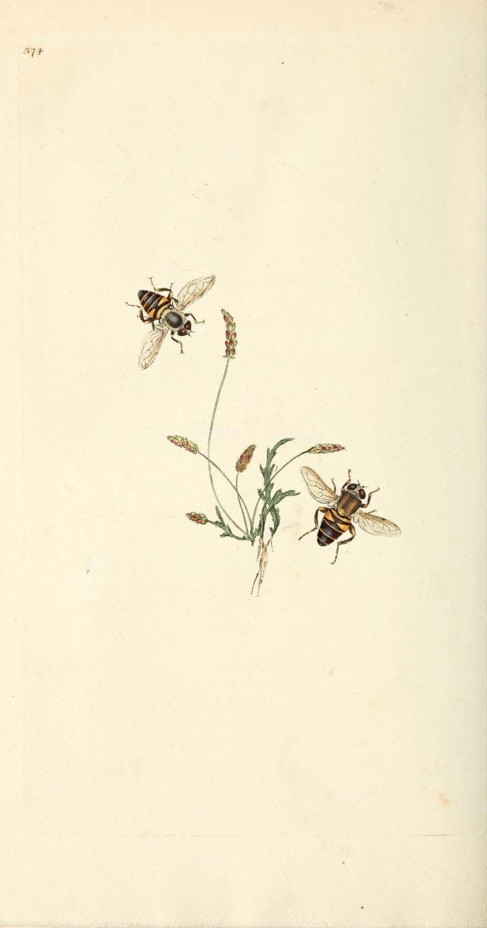 967x1840 v. 16 (1813) natural history of British insects : Heritage Library. Spring wallpaper, Art collage wall, Botanical drawings