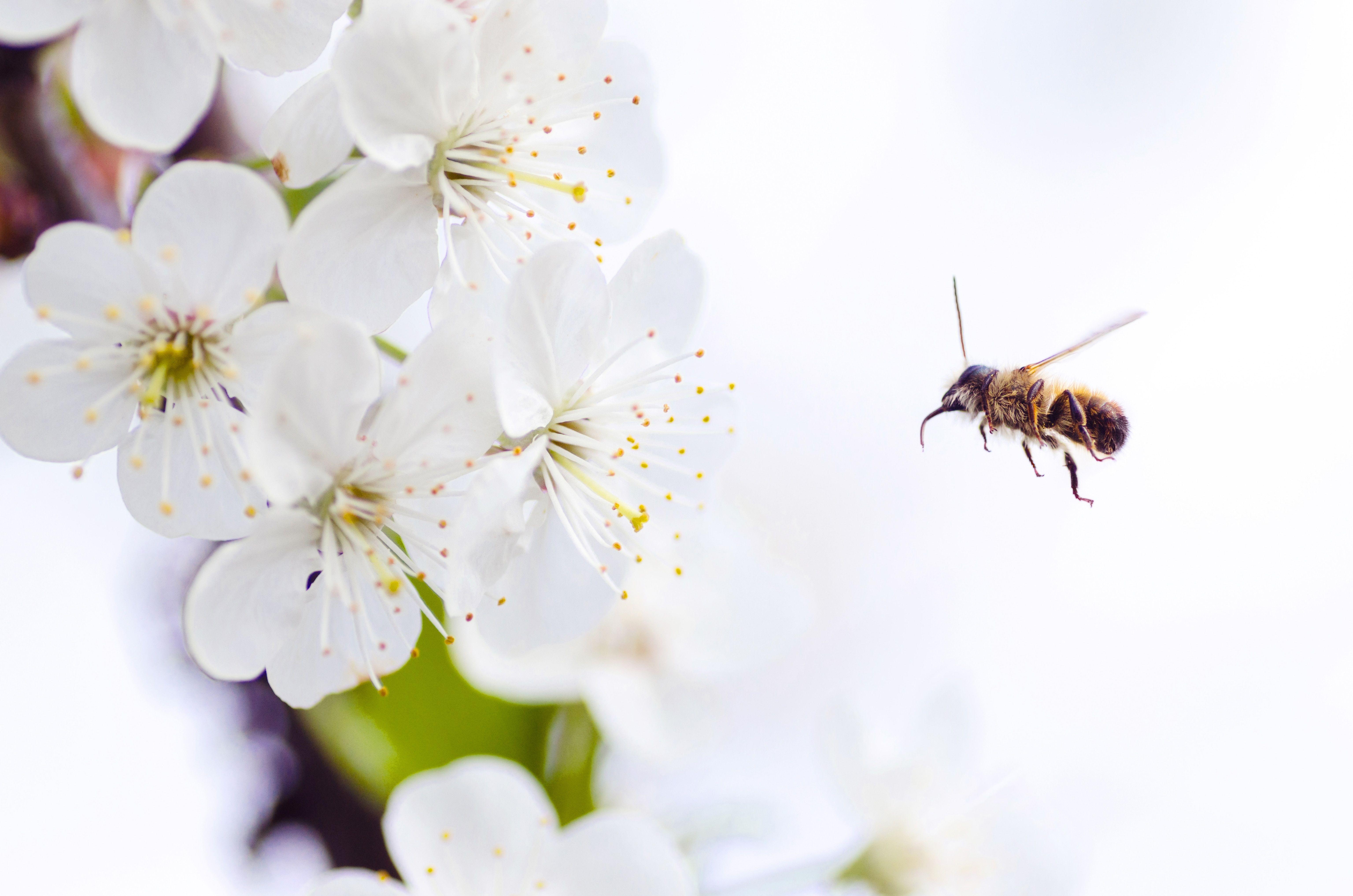6144x4069 6144x4069 #blossom, #gift, #decorative, #bee, #easter