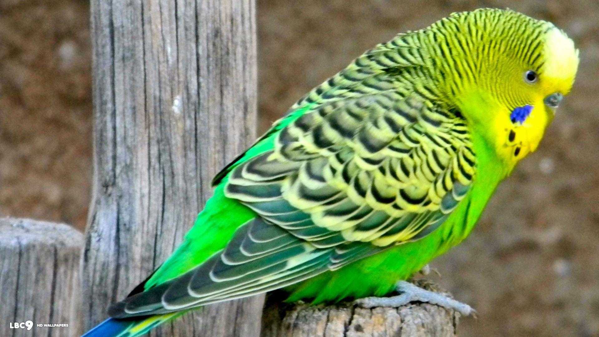 1920x1080 Budgie Wallpaper