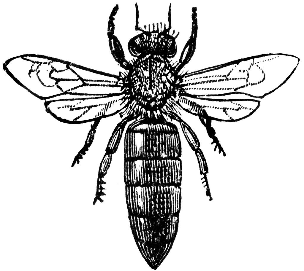 1024x914 Queen Bee Scientific Drawing