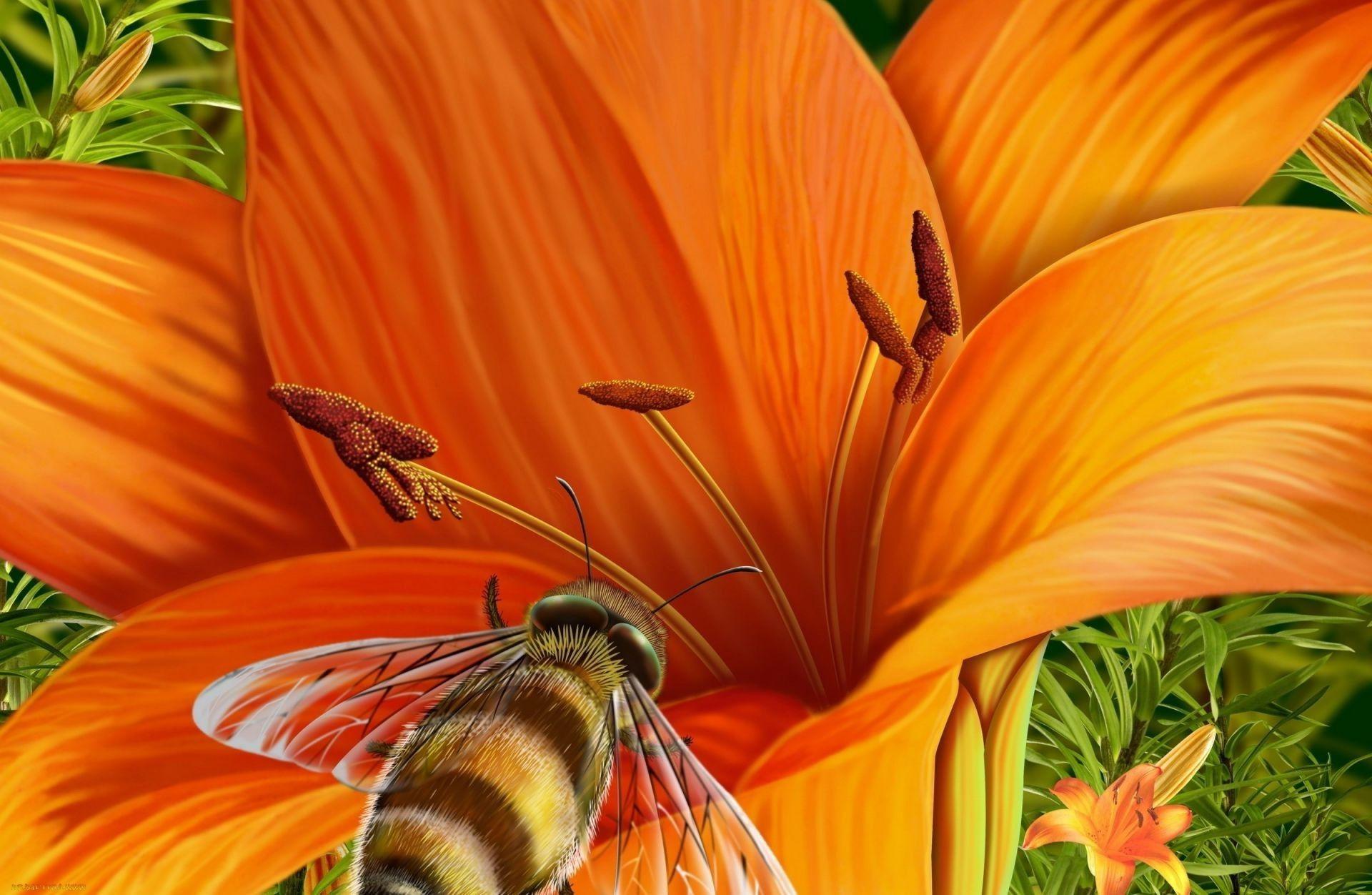1920x1252 Drawing flower bee