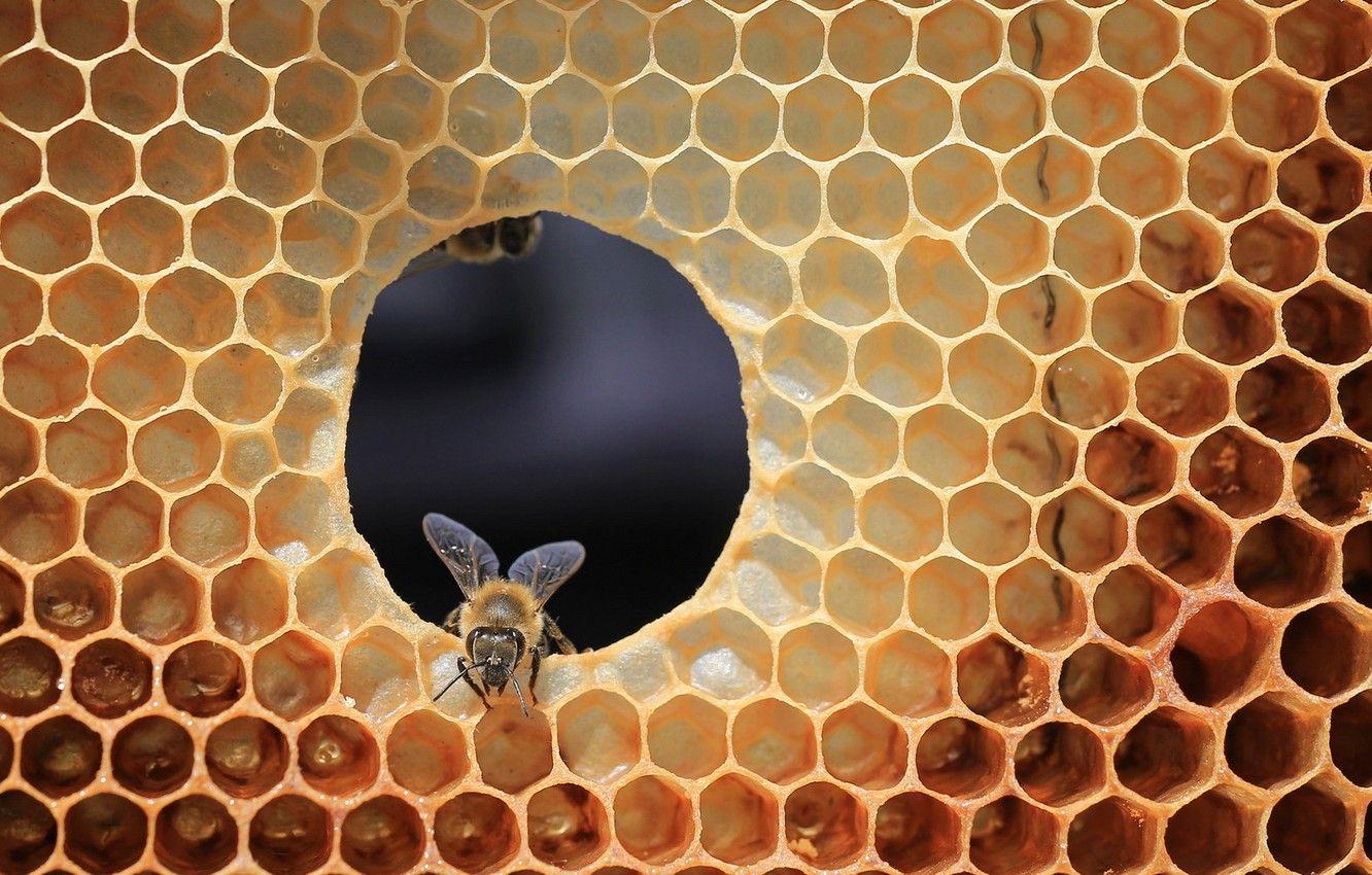 1332x850 Wallpaper bee, cell, beehive image for desktop, section природа