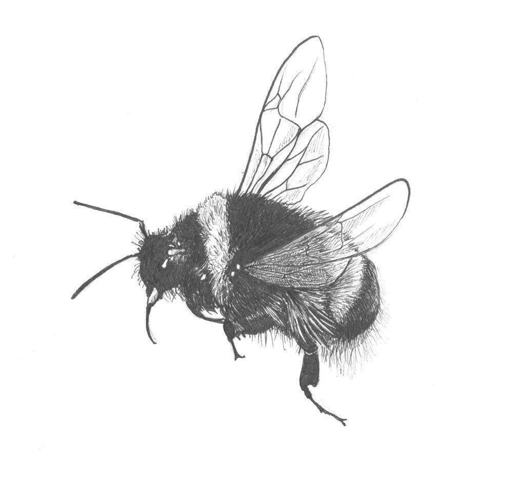 1000x934 Bumble Bee Scientific Drawing. Explore
