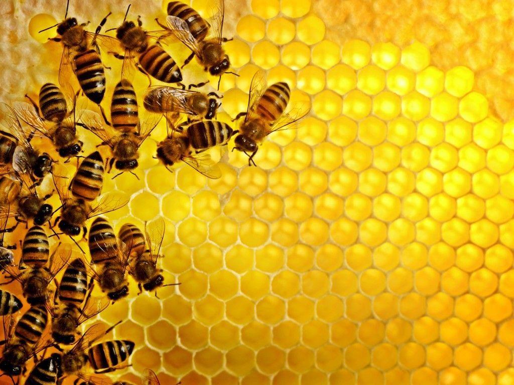 Beehive Wallpapers - Top Free Beehive Backgrounds - WallpaperAccess