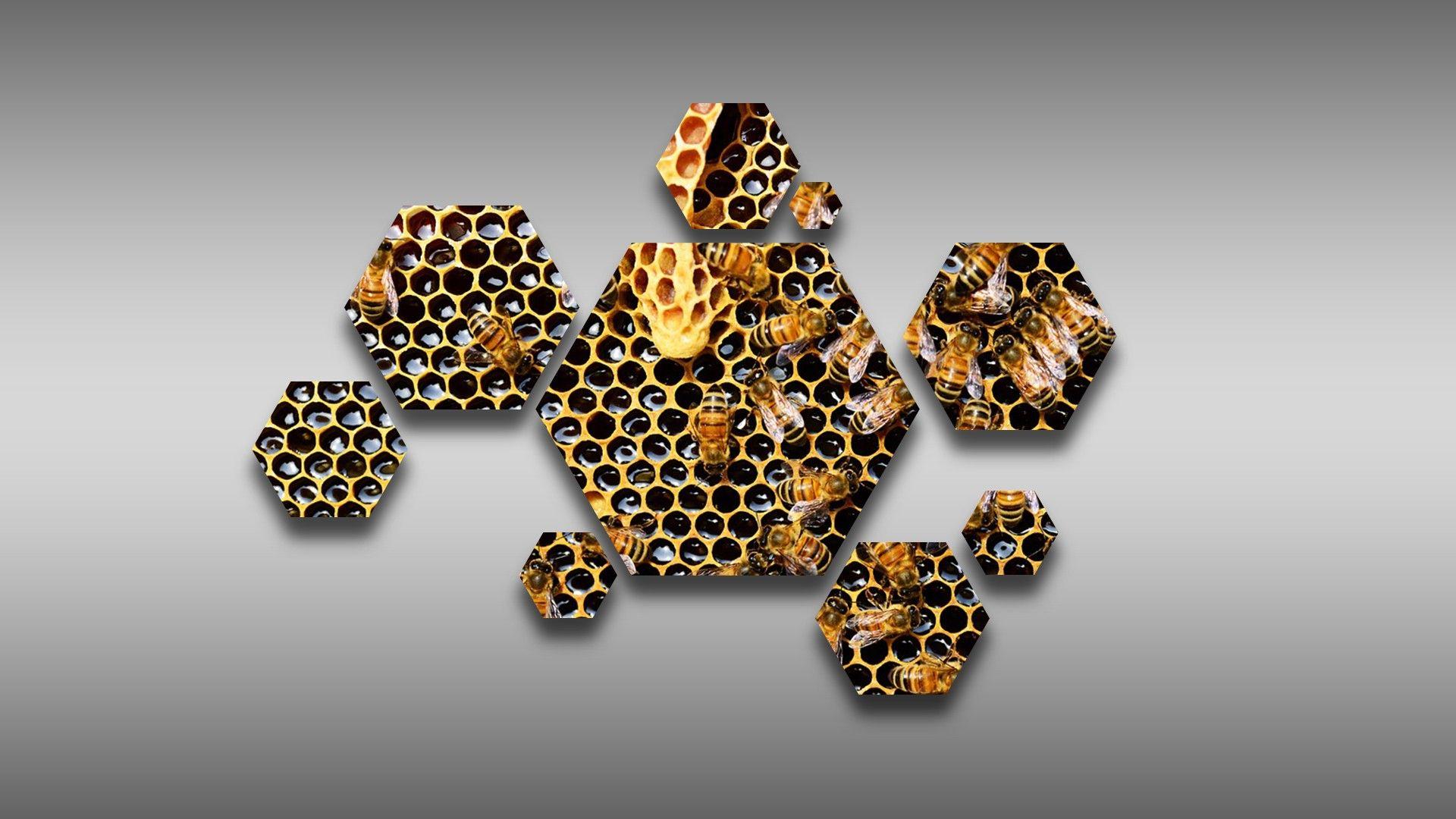 1920x1080 hexagon, Bees, Beecube, Beehive, Hive, Honeycombs, Honey