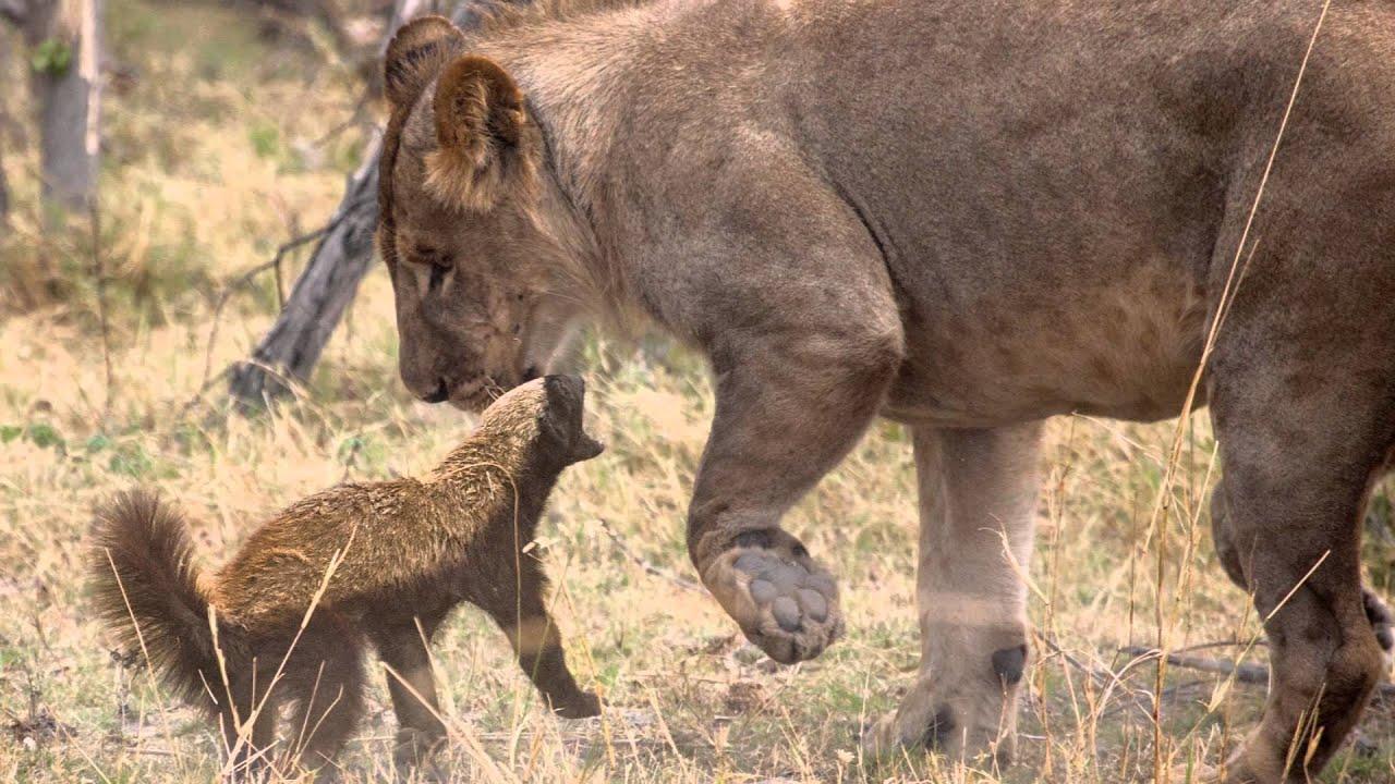 1280x720 Honey Badger Fends off Lion Pride [Pics]