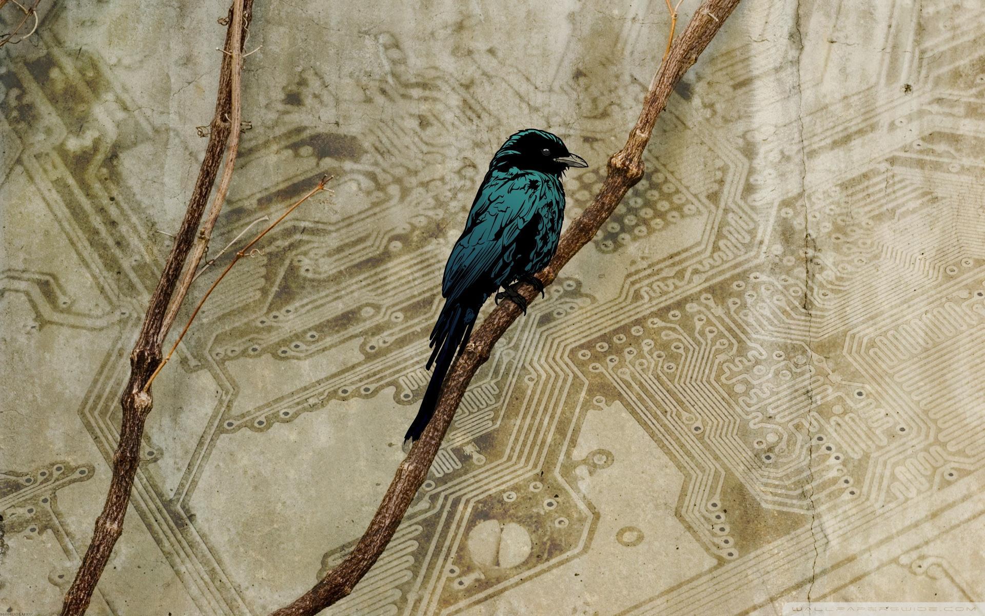 bird art wallpaper