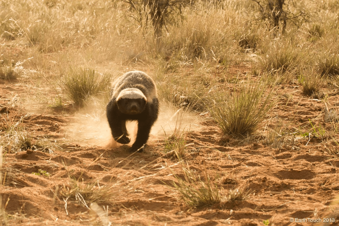1180x787 Honey Badger Picture