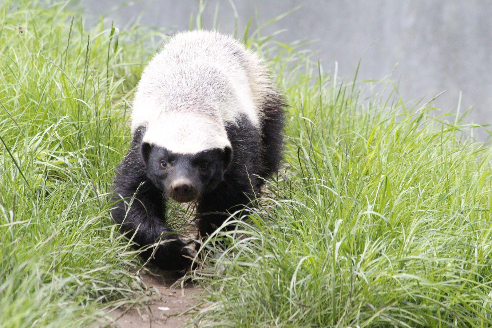 1600x1067 trololo blogg: Wallpaper Honey Badger
