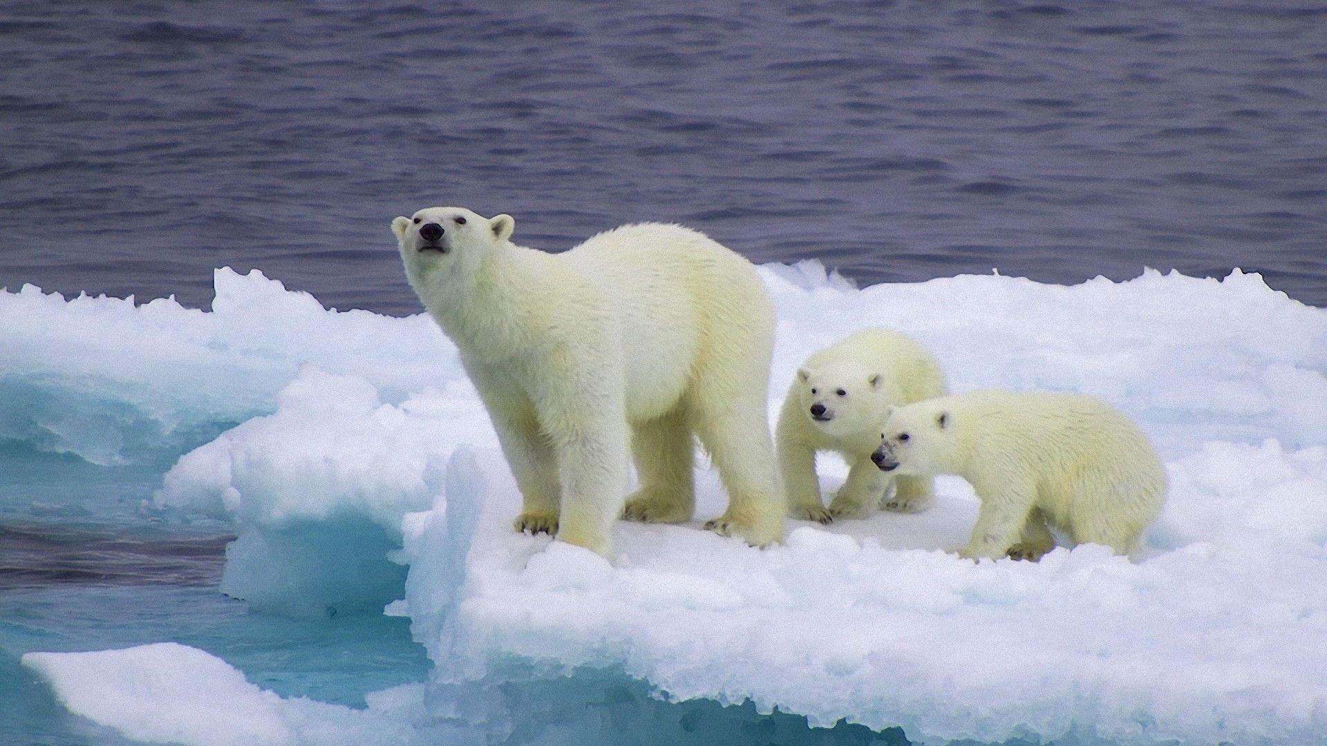 1920x1080 Polar Bear wallpaperx1080