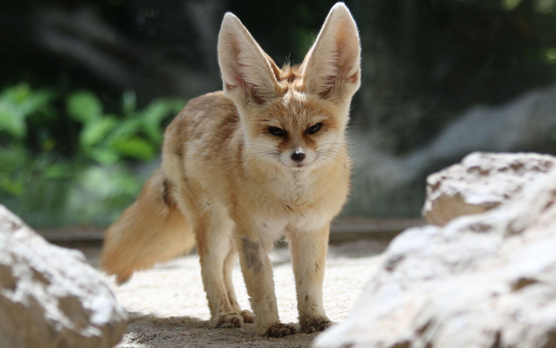 Fennec Fox Wallpapers - Top Free Fennec Fox Backgrounds - WallpaperAccess