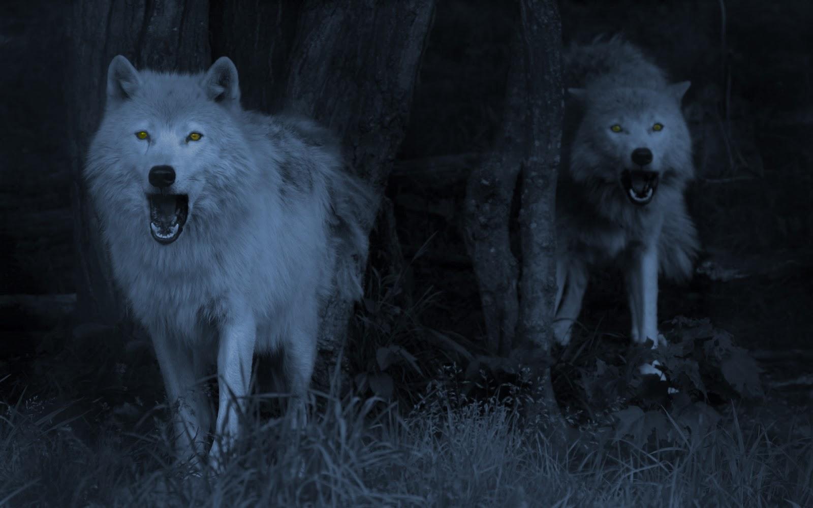 1600x1000 Arctic Wolf Wallpaper (1600x1000 px)