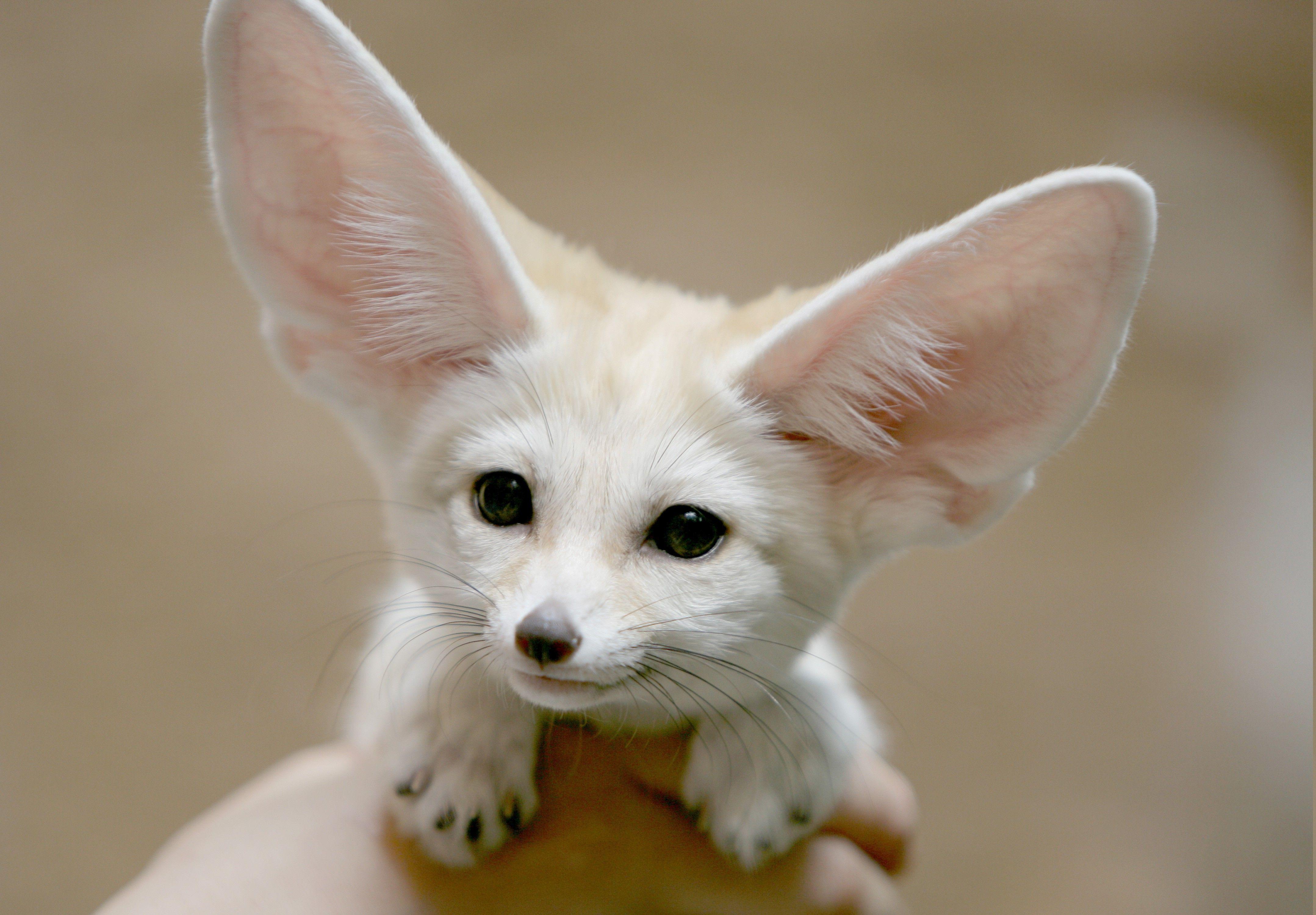 4314x3000 Fennec Background. Fennec Fox Lazy