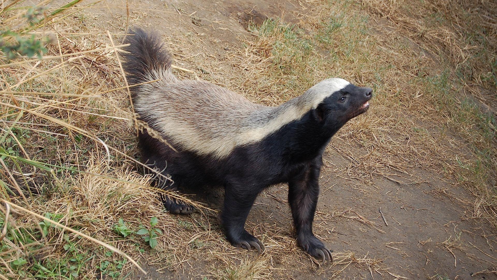1920x1080 Honey Badger Wallpaper 1080p