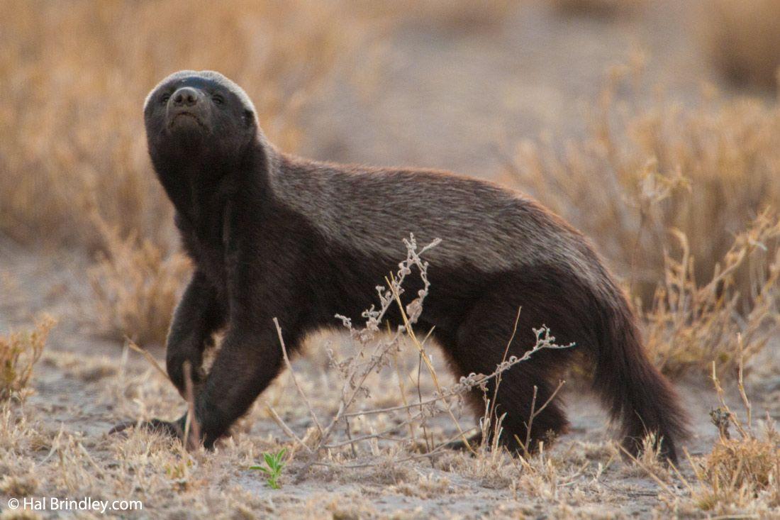 1100x733 450x660px Honey Badger 175.67 KB