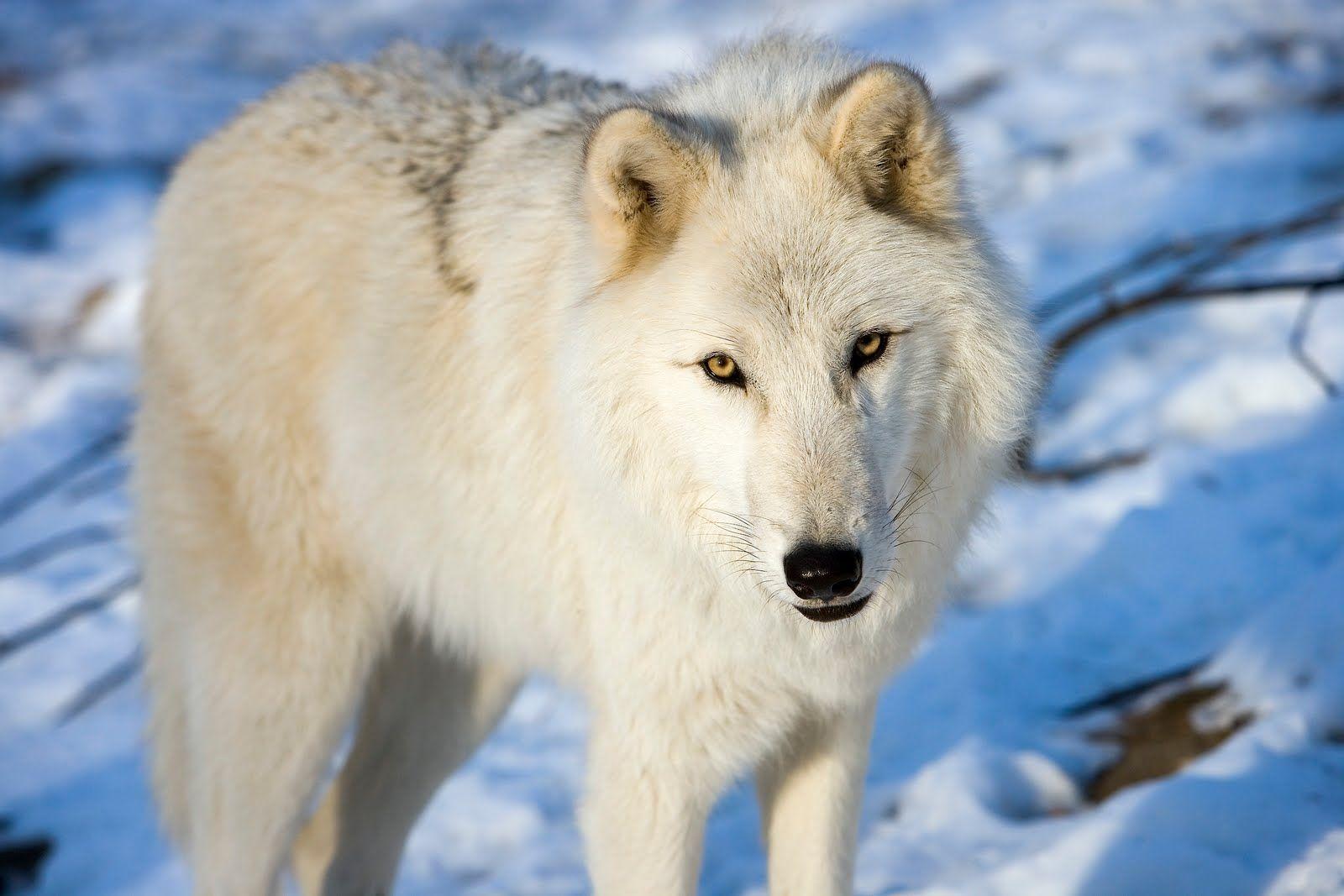 Arctic Wolf Wallpapers Top Free Arctic Wolf Backgrounds Wallpaperaccess