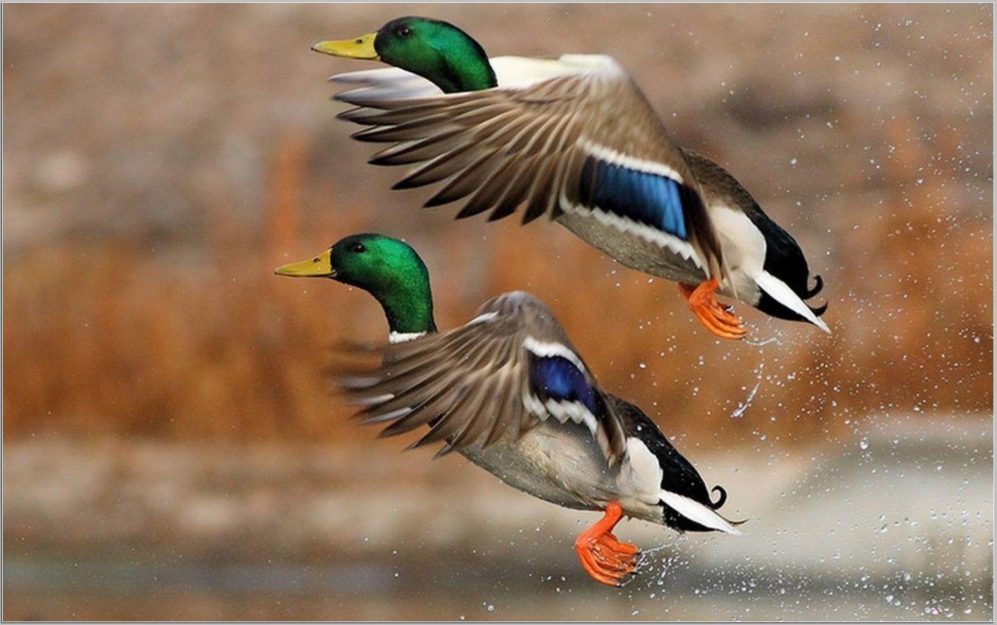 Ducks Unlimited Wallpapers Top Free Ducks Unlimited Backgrounds