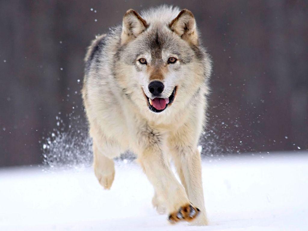 1024x768 Arctic Wolf wallpaper, Animal, HQ Arctic Wolf pictureK
