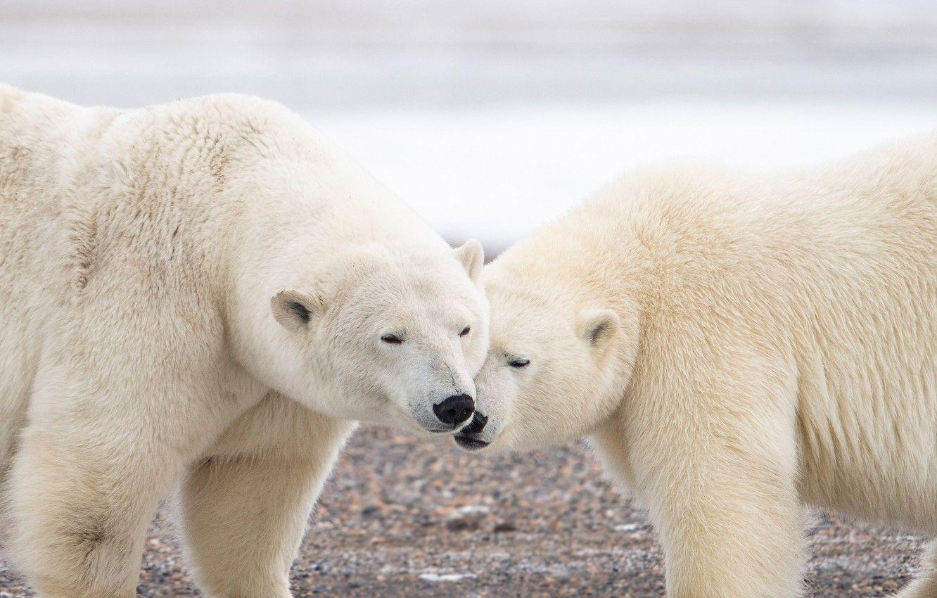 1332x850 Wallpaper a couple, Polar bears, two bears, Polar bears image