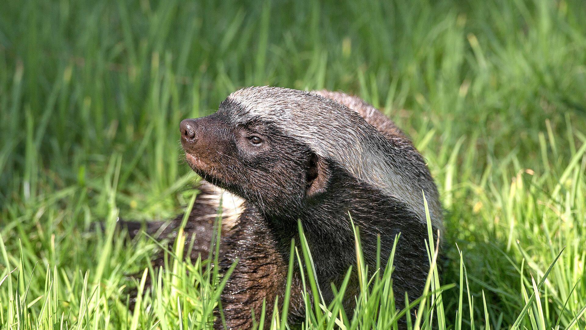 1920x1080 Honey Badger (Ratel). San Diego Zoo Animals & Plants