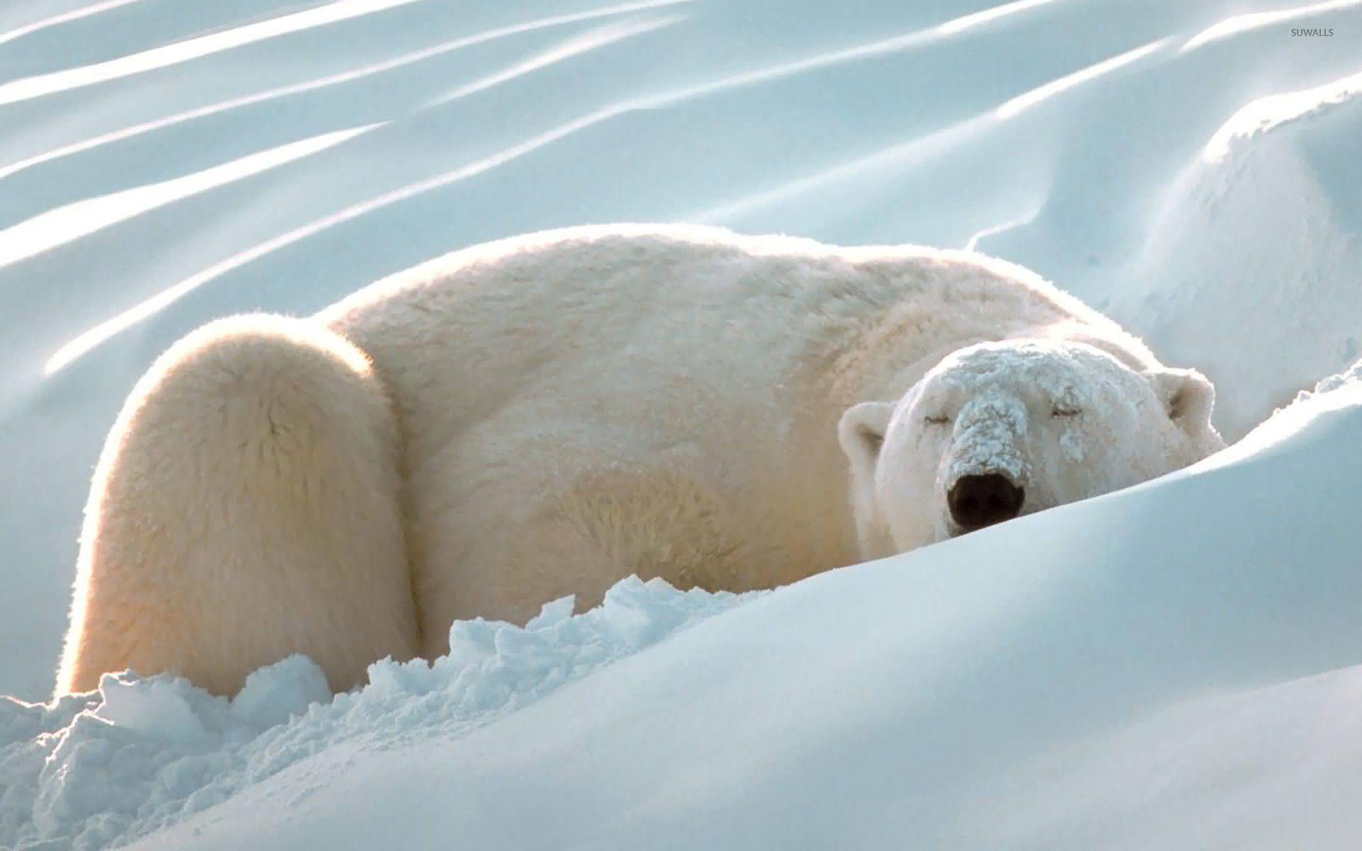 1920x1200 Polar bear in the snow wallpaper wallpaper
