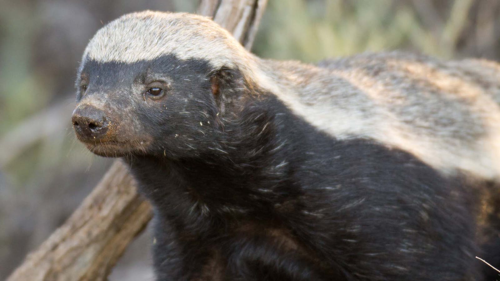 1600x900 Honey Badger Vs Puff Adder