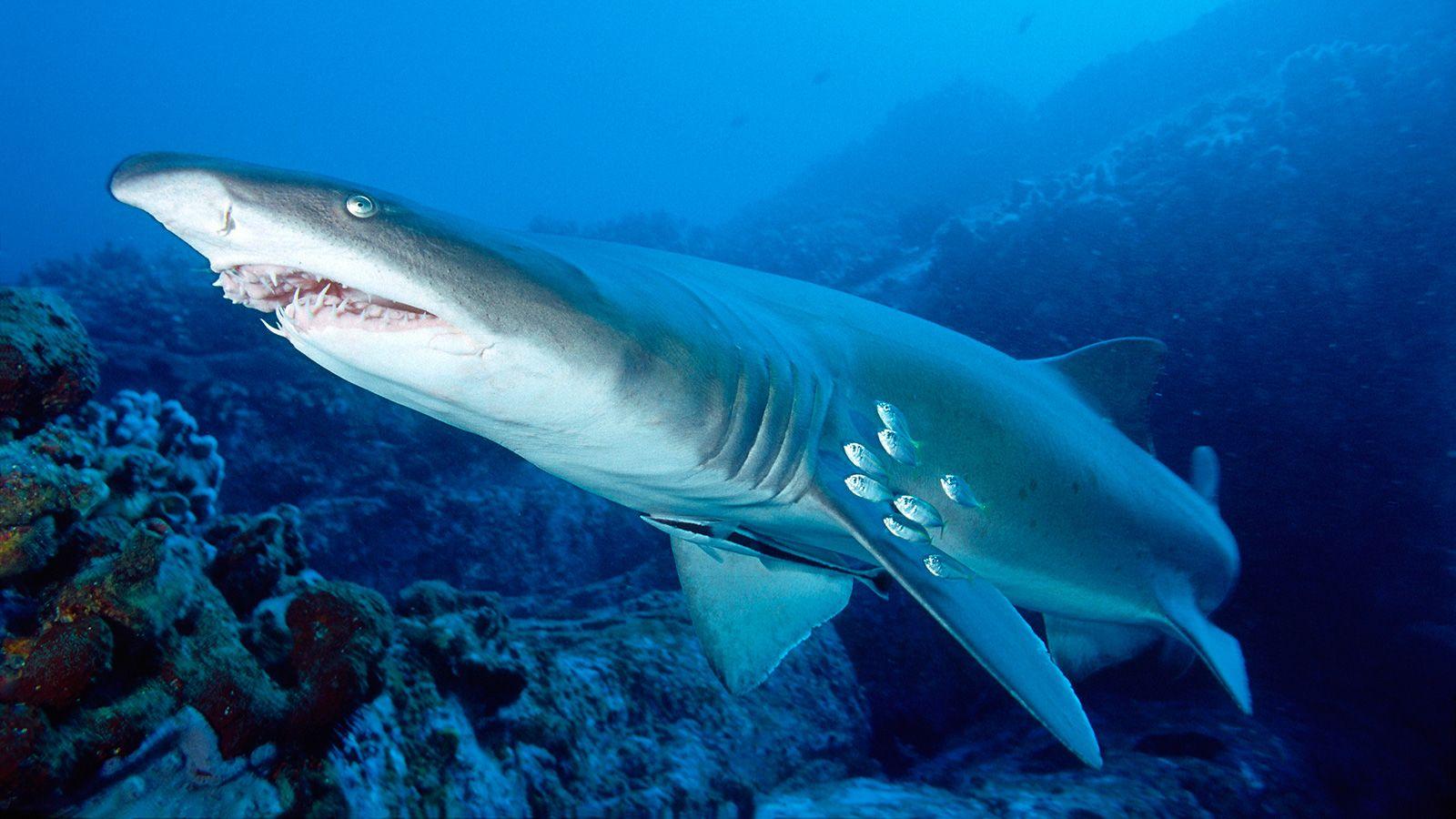 1600x900 Tiger Shark wallpaper, Animal, HQ Tiger Shark pictureK
