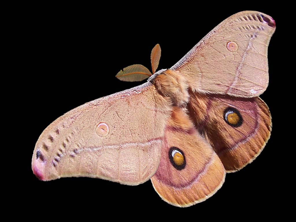 Moth Wallpapers - Top Free Moth Backgrounds - WallpaperAccess