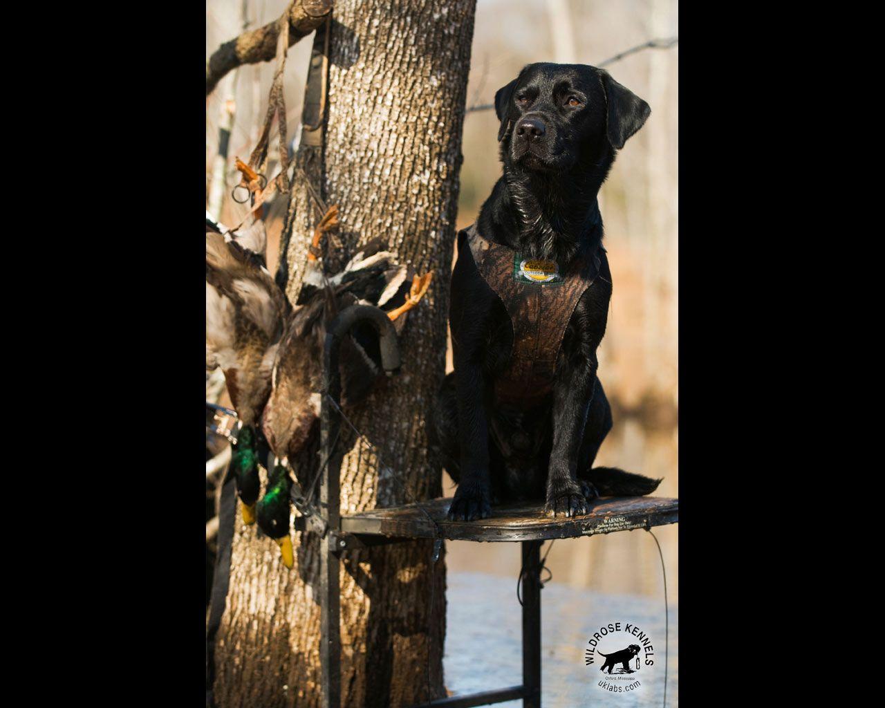 1280x1024 Wildrose Kennels Montly Retriever Wallpaper