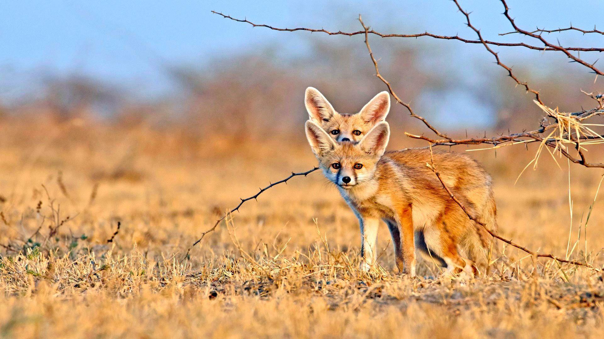 1920x1080 Fennec Foxes HD Wallpaper Foxes Wallpaper