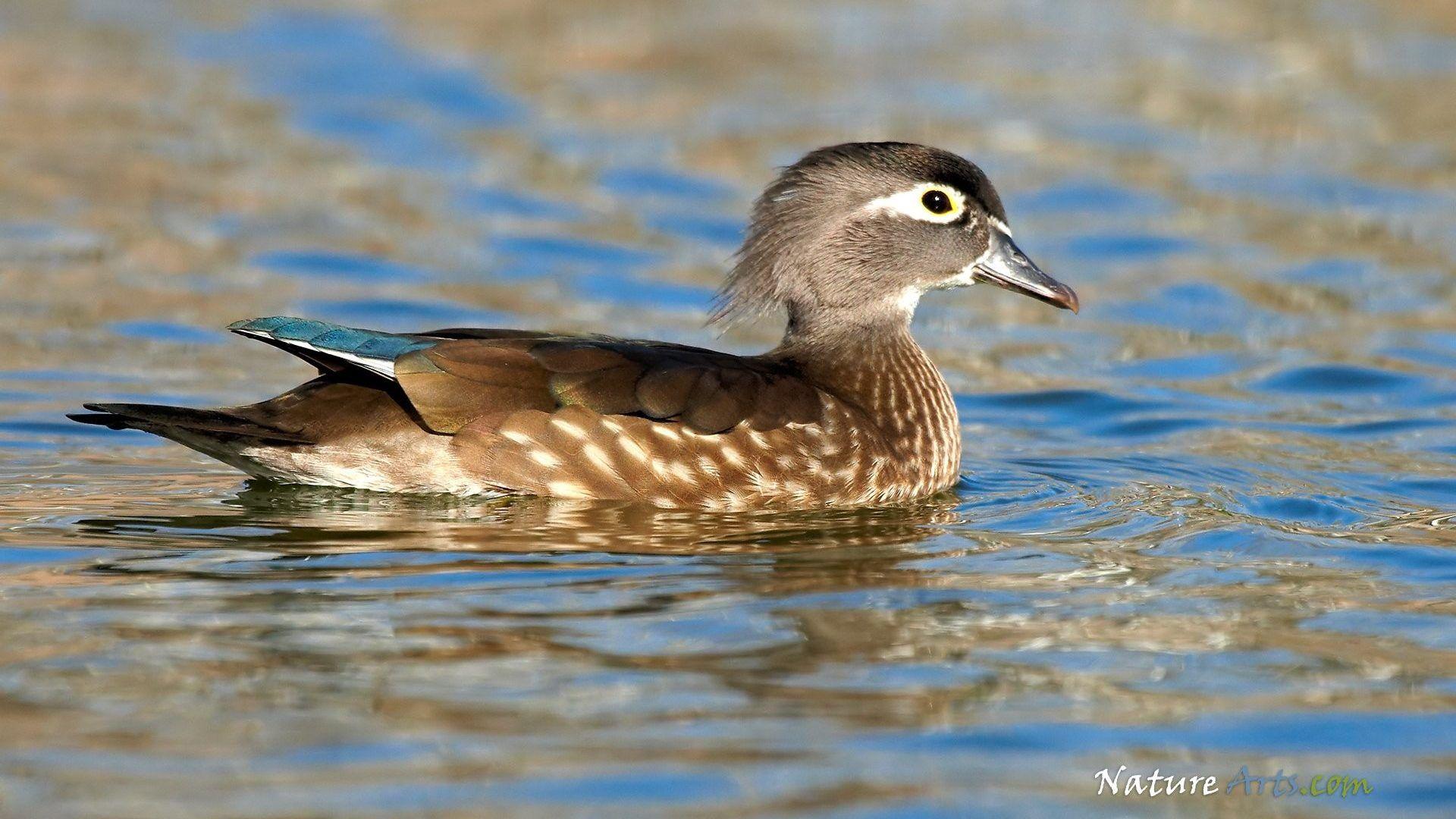 1920x1080 Ducks Tag wallpaper: Lakes Mallard Ducks Zoo Funny Birds