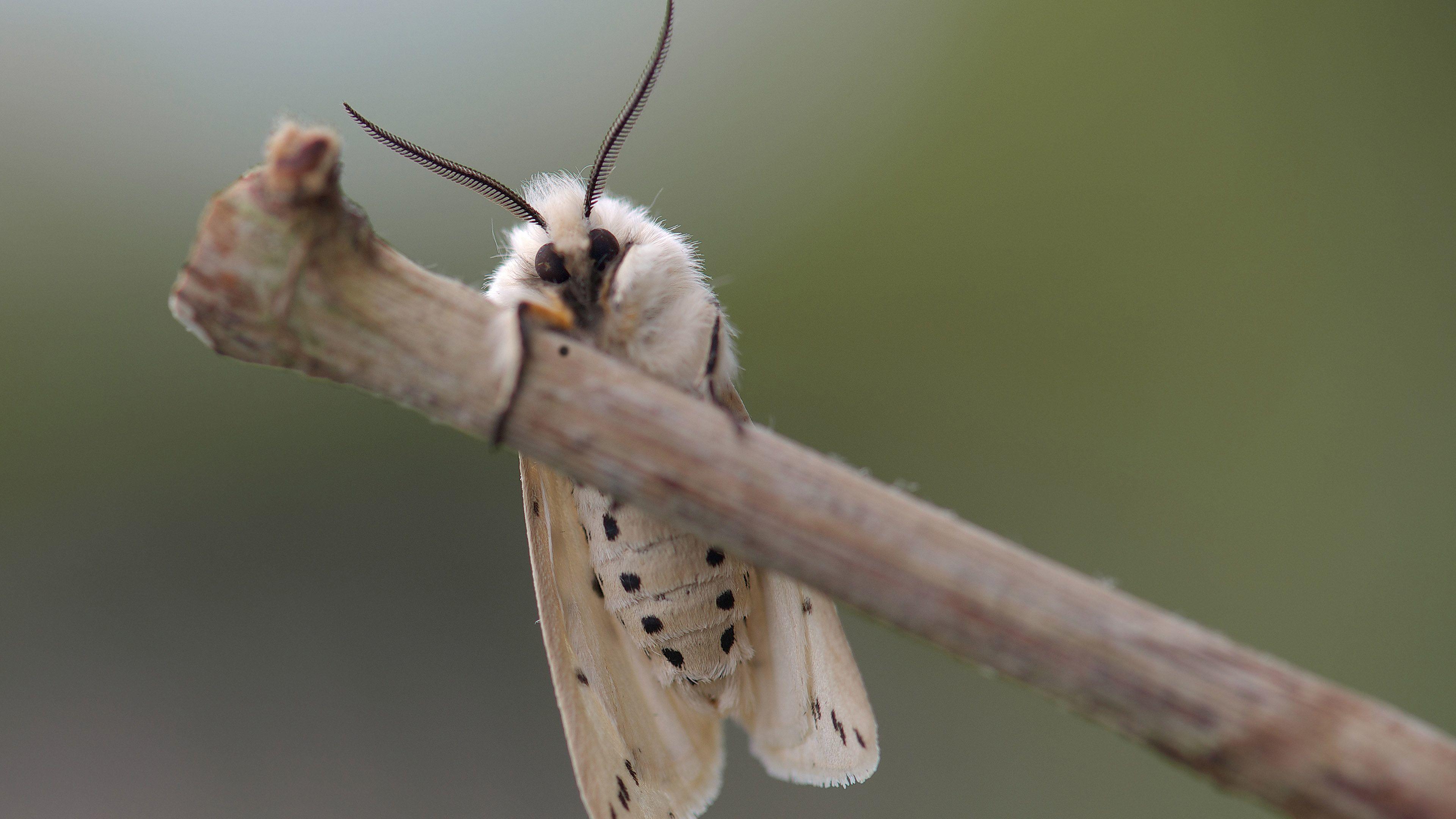 3840x2160 Moth Wallpaper Marsh Moth, HD Wallpaper & background