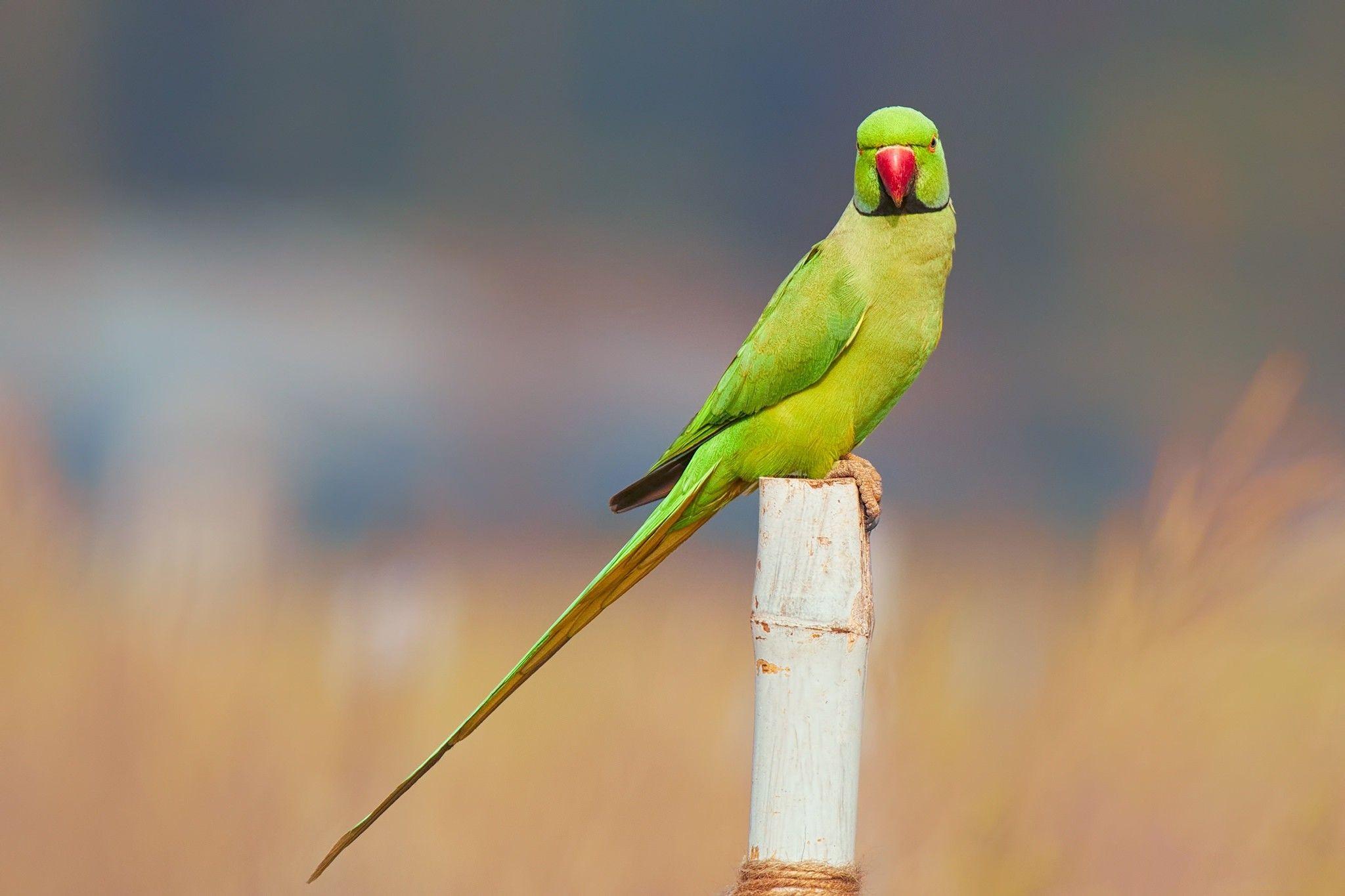 2048x1365 Parrot Wallpaper