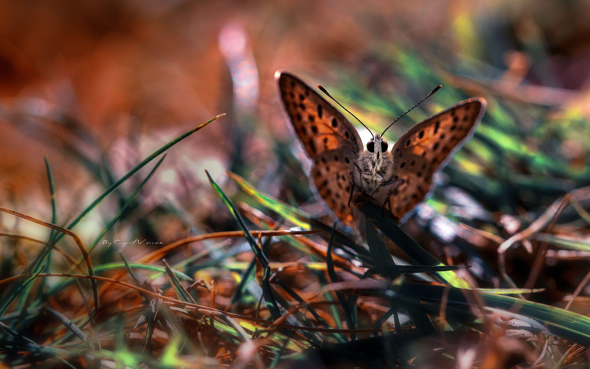 1920x1200 Moth Wallpaper Macro, Download Wallpaper