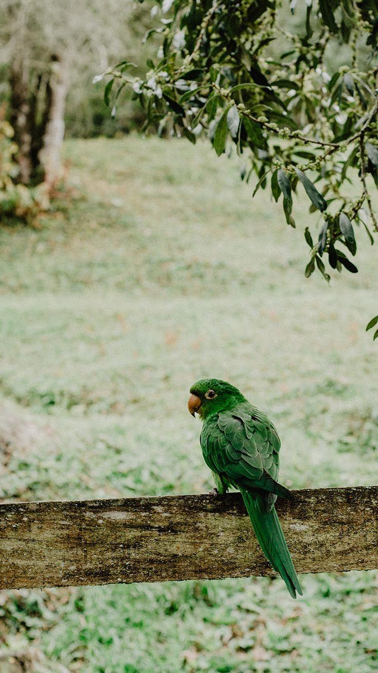 736x1308 Birds iPhone Wallpaper Collection By Preppy Wallpaper 4k