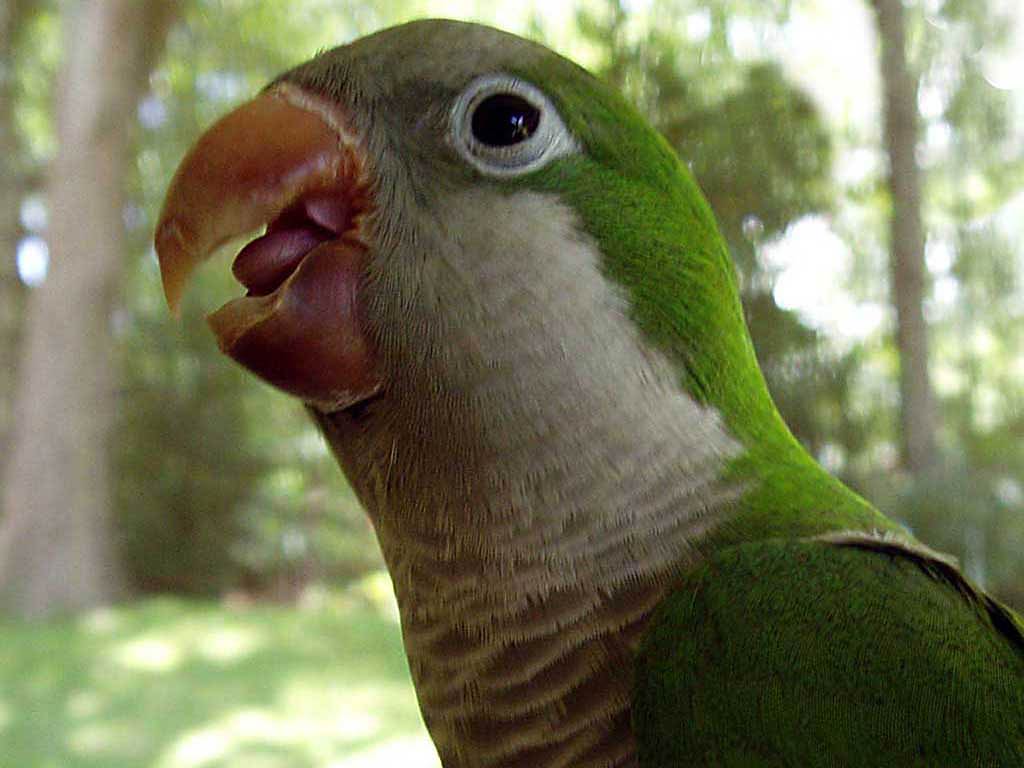 1024x768 Parakeet Wallpaper