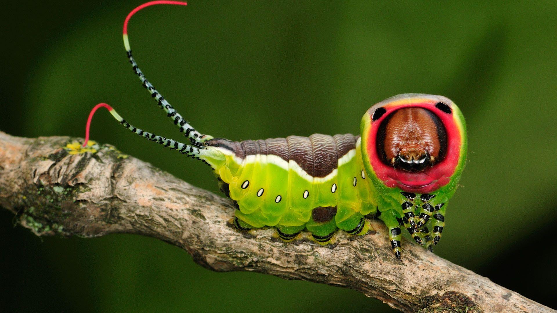 1920x1080 Puss Moth