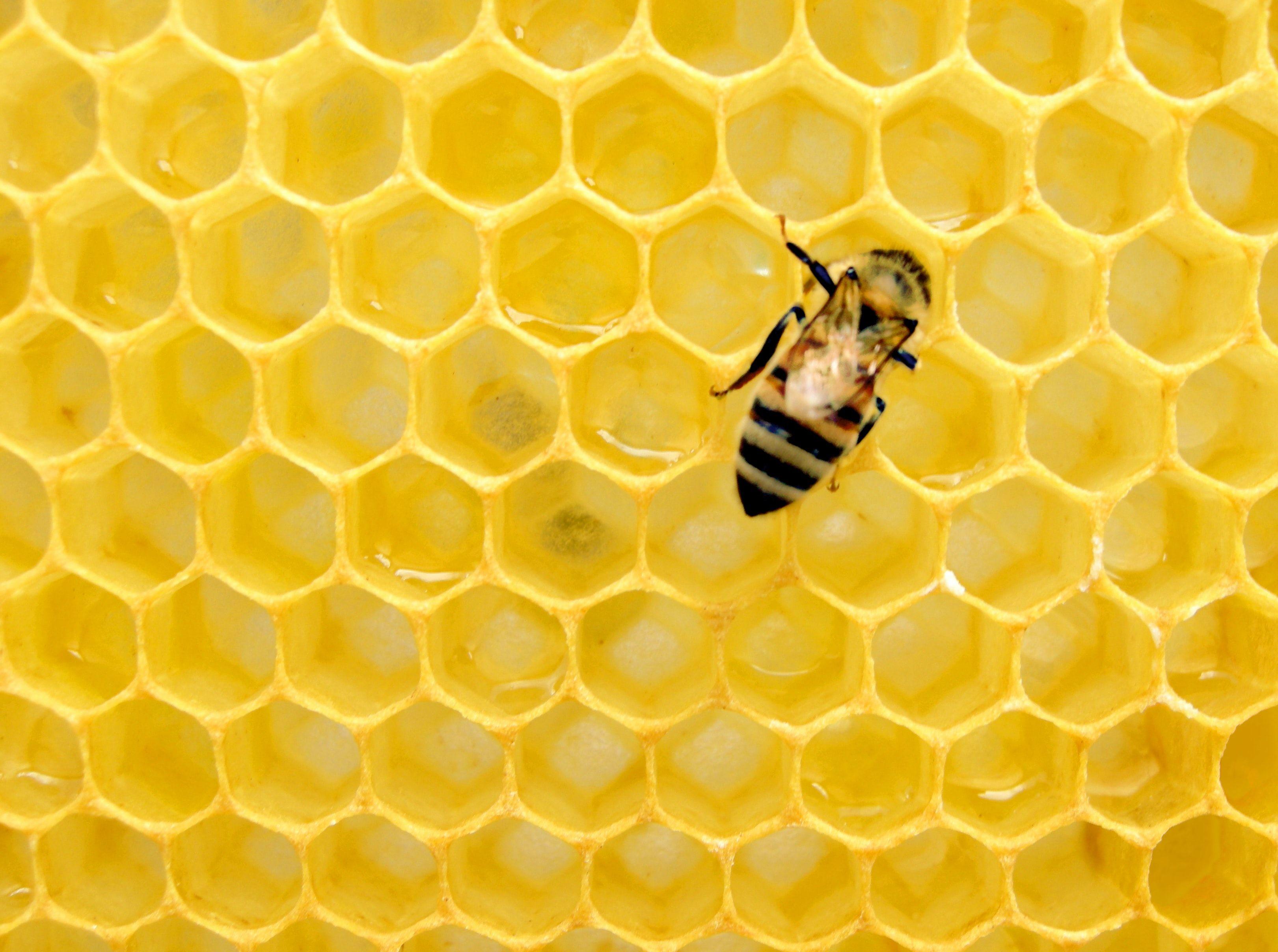 3242x2415 Bee Picture. Download Free Image