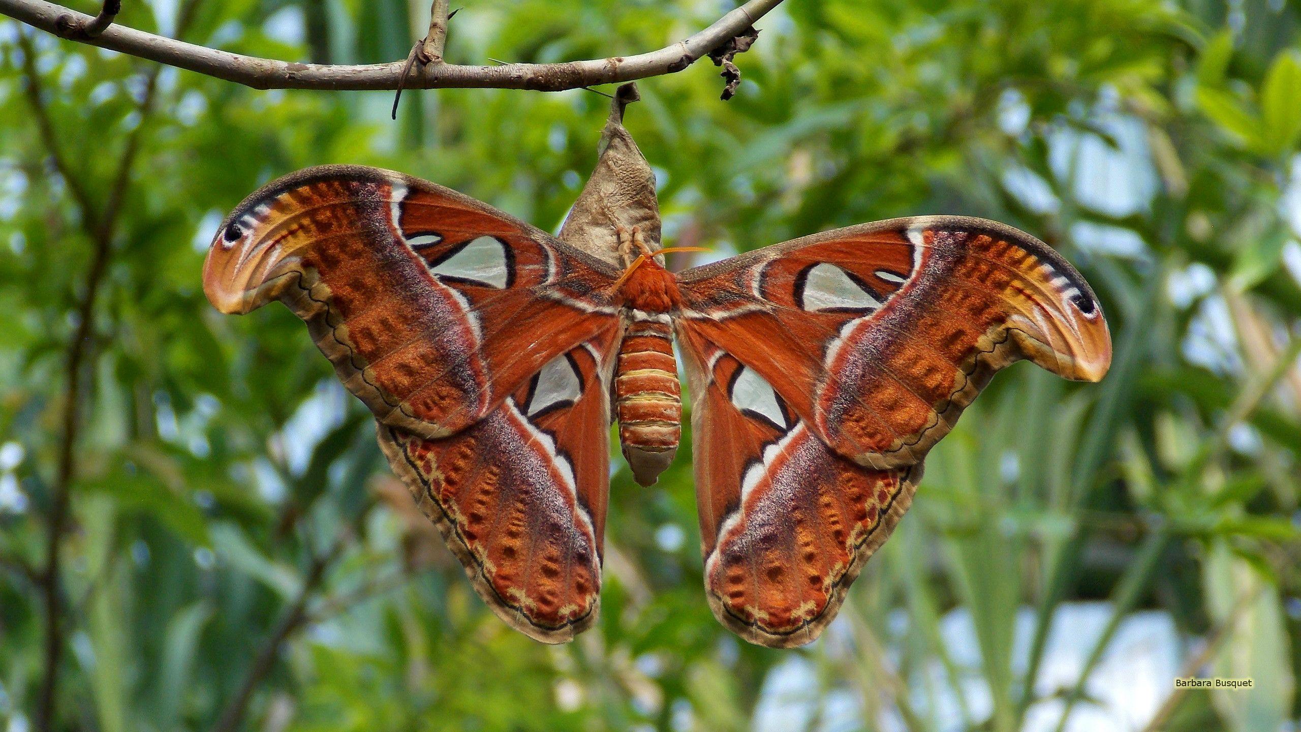 2560x1440 Free download Atlas moth wallpaper Barbaras HD Wallpaper