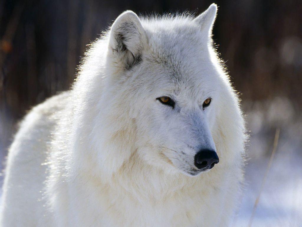 1024x768 Arctic Wolf Geographic Wallpaper