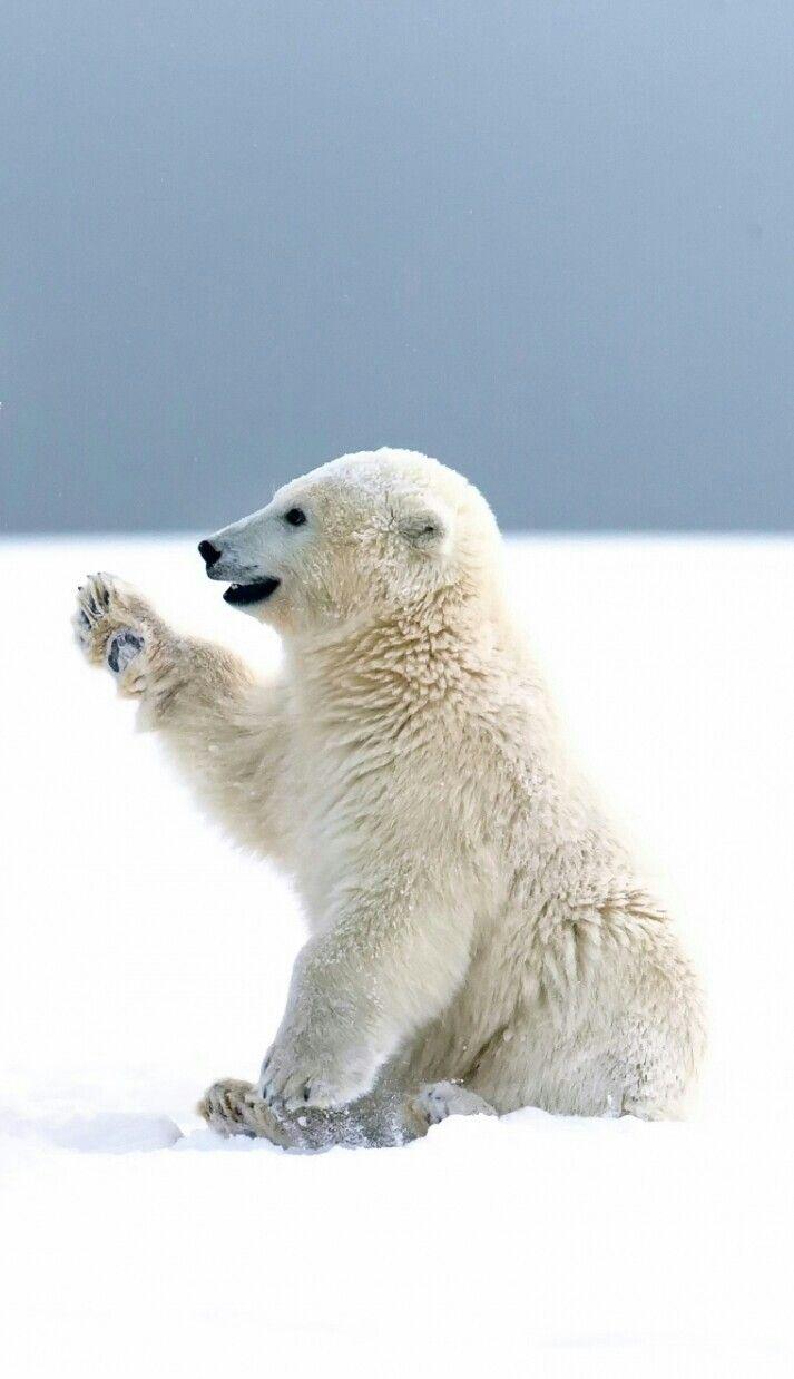 713x1238 Beautiful Polar Bear!. Polar bear wallpaper, Polar