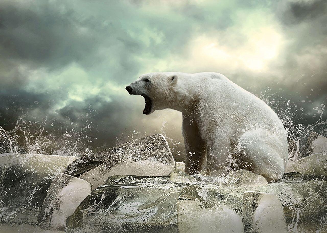 1280x914 Desktop Wallpaper Polar bears Bears Ice Water splash Animals