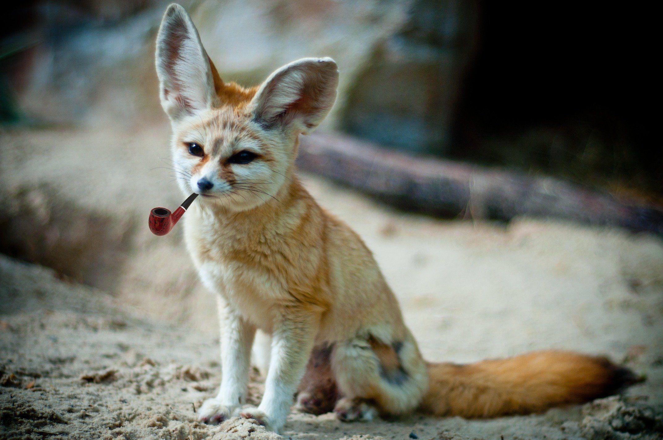 Fennec Fox Wallpapers - Top Free Fennec Fox Backgrounds - WallpaperAccess