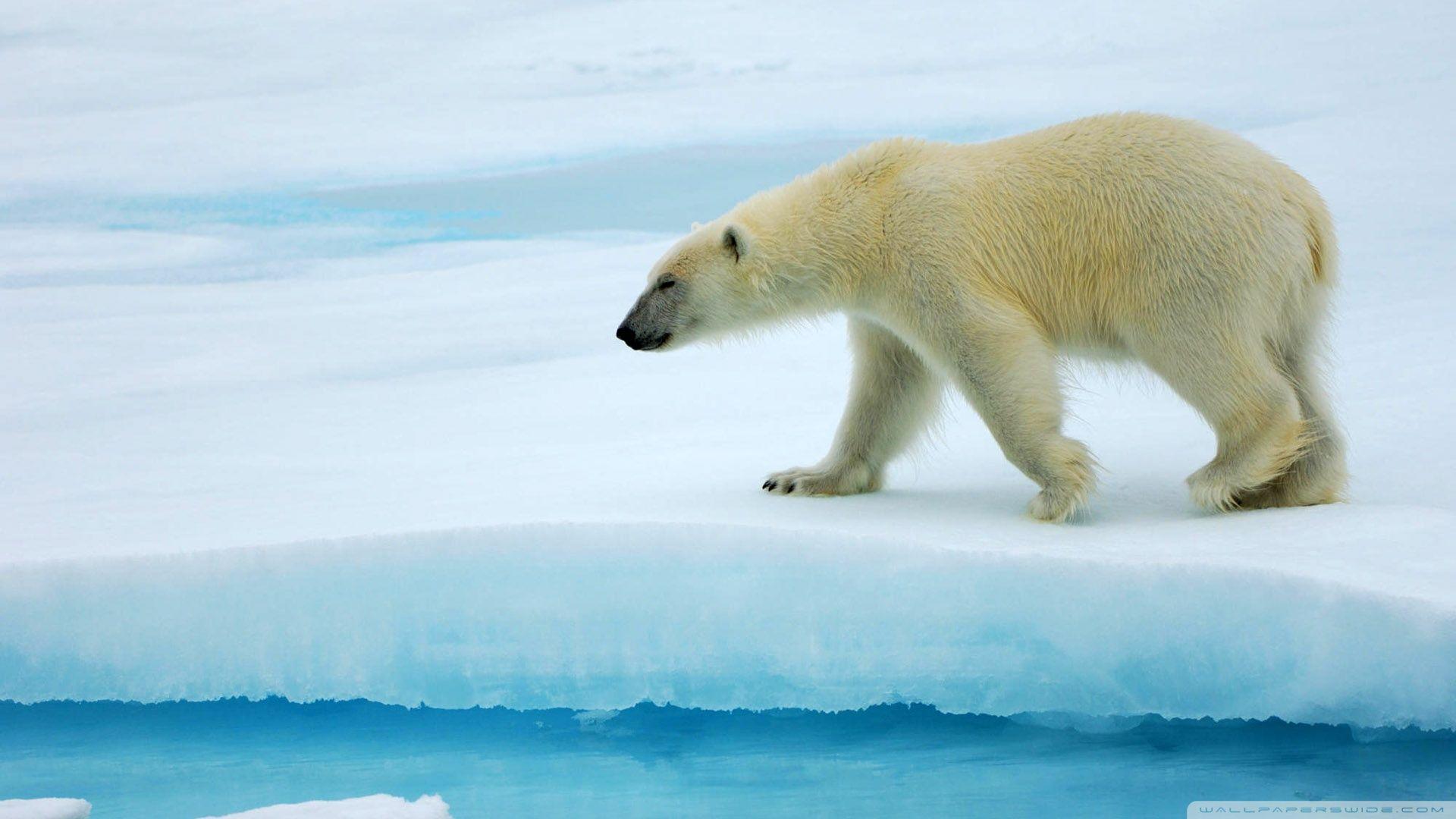 1920x1080 Polar bear, wallpaper