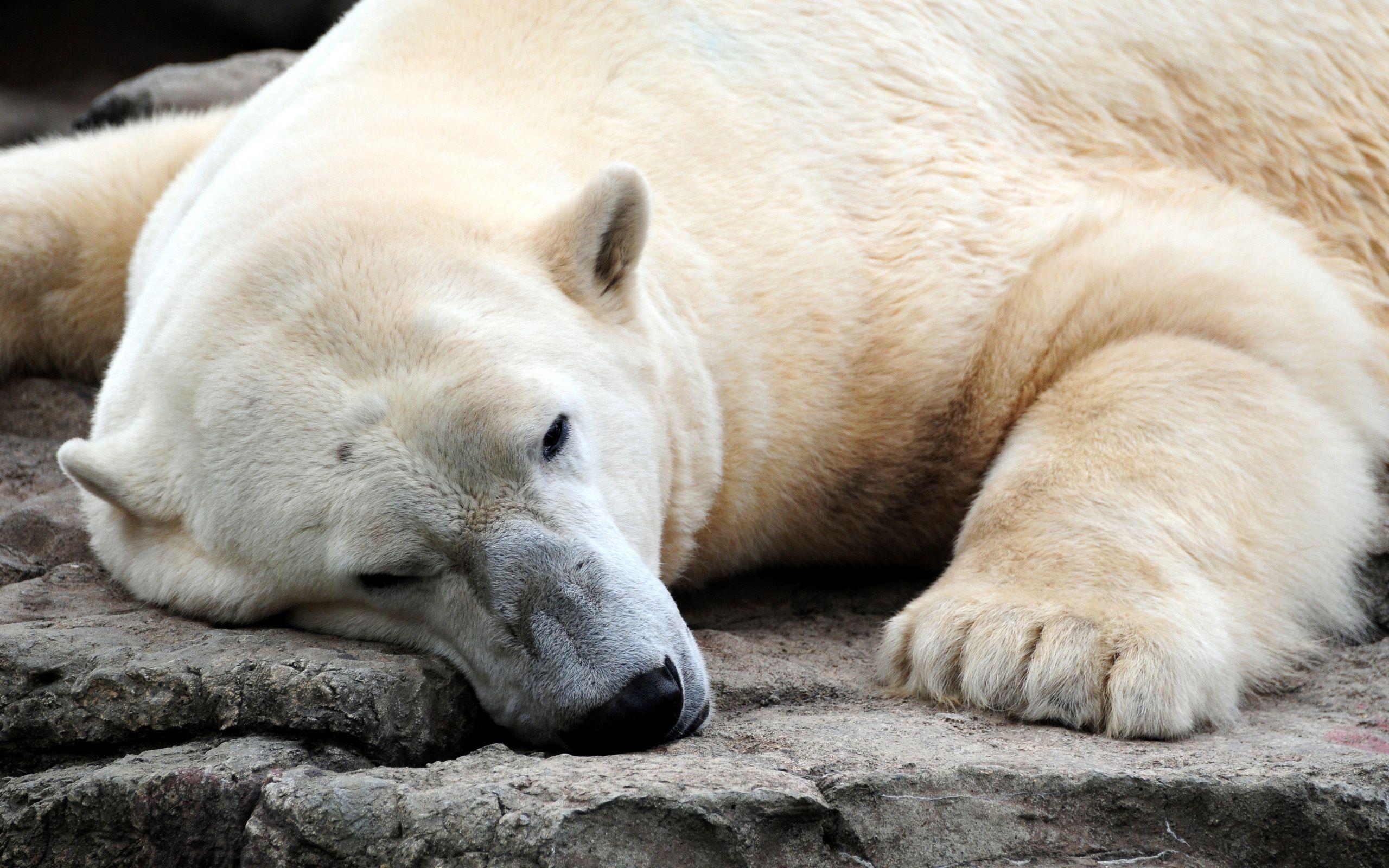 2560x1600 Polar Bear HD Wallpaper Pack Download