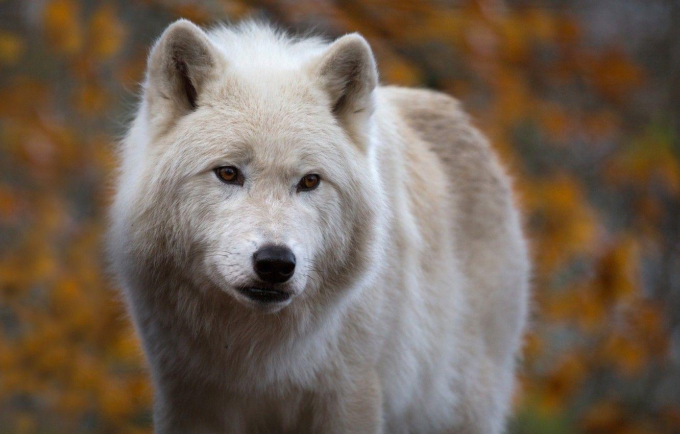 Arctic Wolf Wallpapers - Top Free Arctic Wolf Backgrounds - Wallpaperaccess