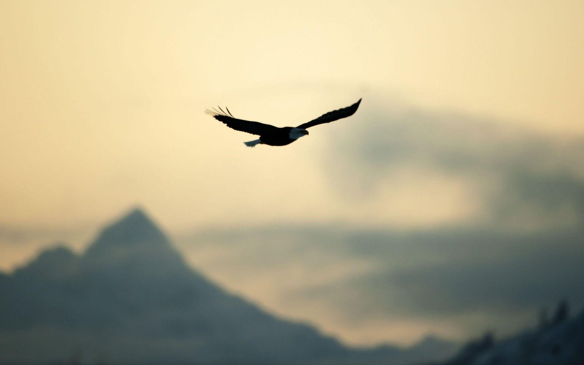 1920x1200 mountains, flying, birds, eagles, aviation, skies wallpaper