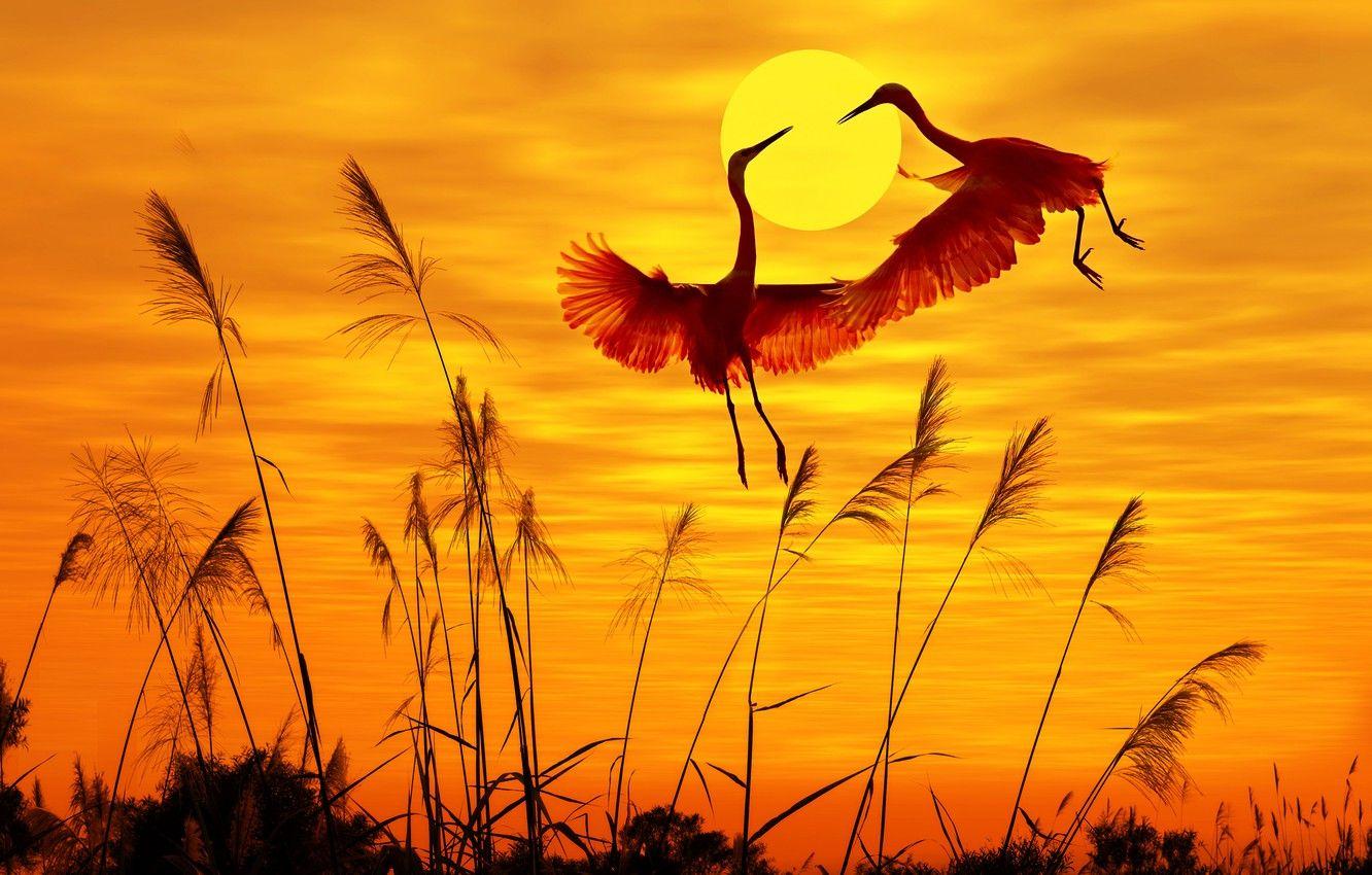 1332x850 Wallpaper birds, birds, sunlight, sunlight, sunset sky, sunset sky
