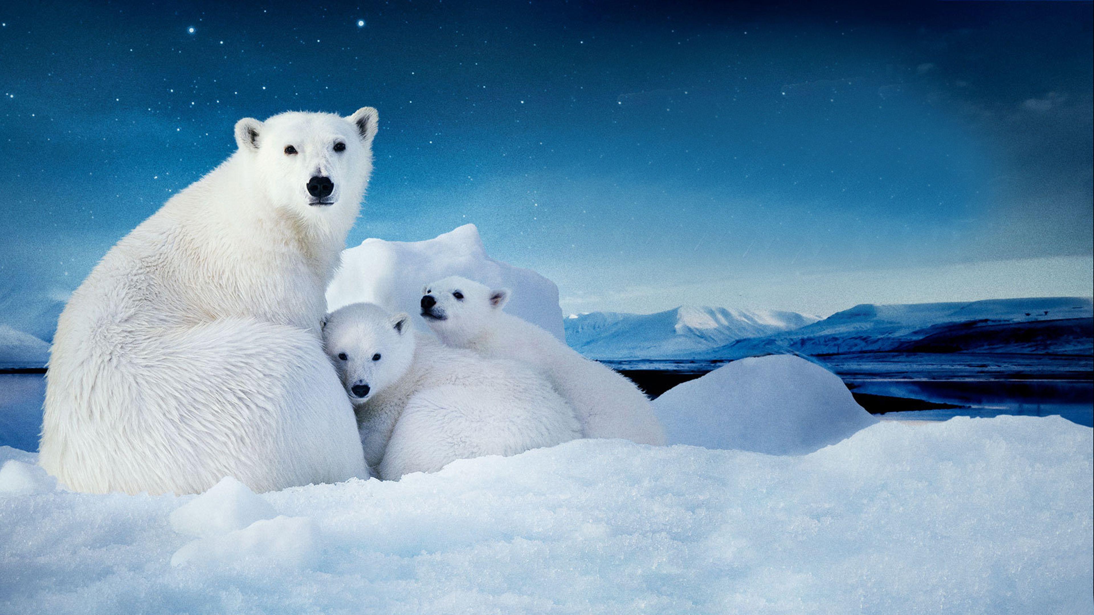 3840x2160 White Polar Bear With Two Cubs Small Desktop Wallpaper Download